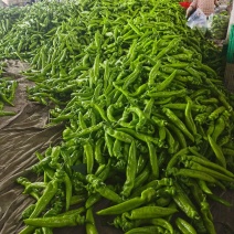 河北昌黎精品尖椒大量上市条好色正个头均匀