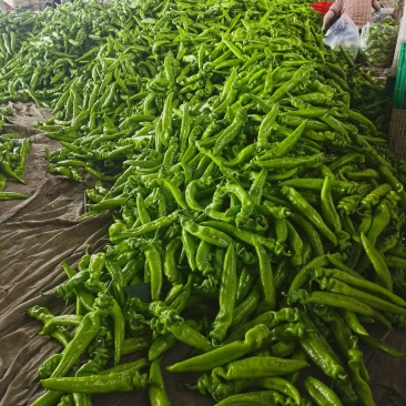 河北昌黎精品尖椒大量上市条好色正个头均匀