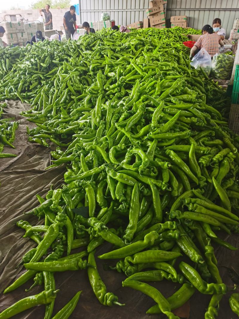 河北昌黎精品尖椒大量上市条好色正个头均匀