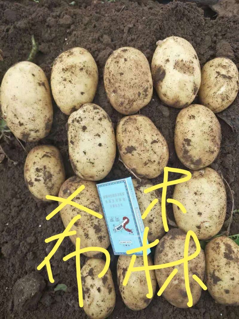 土豆