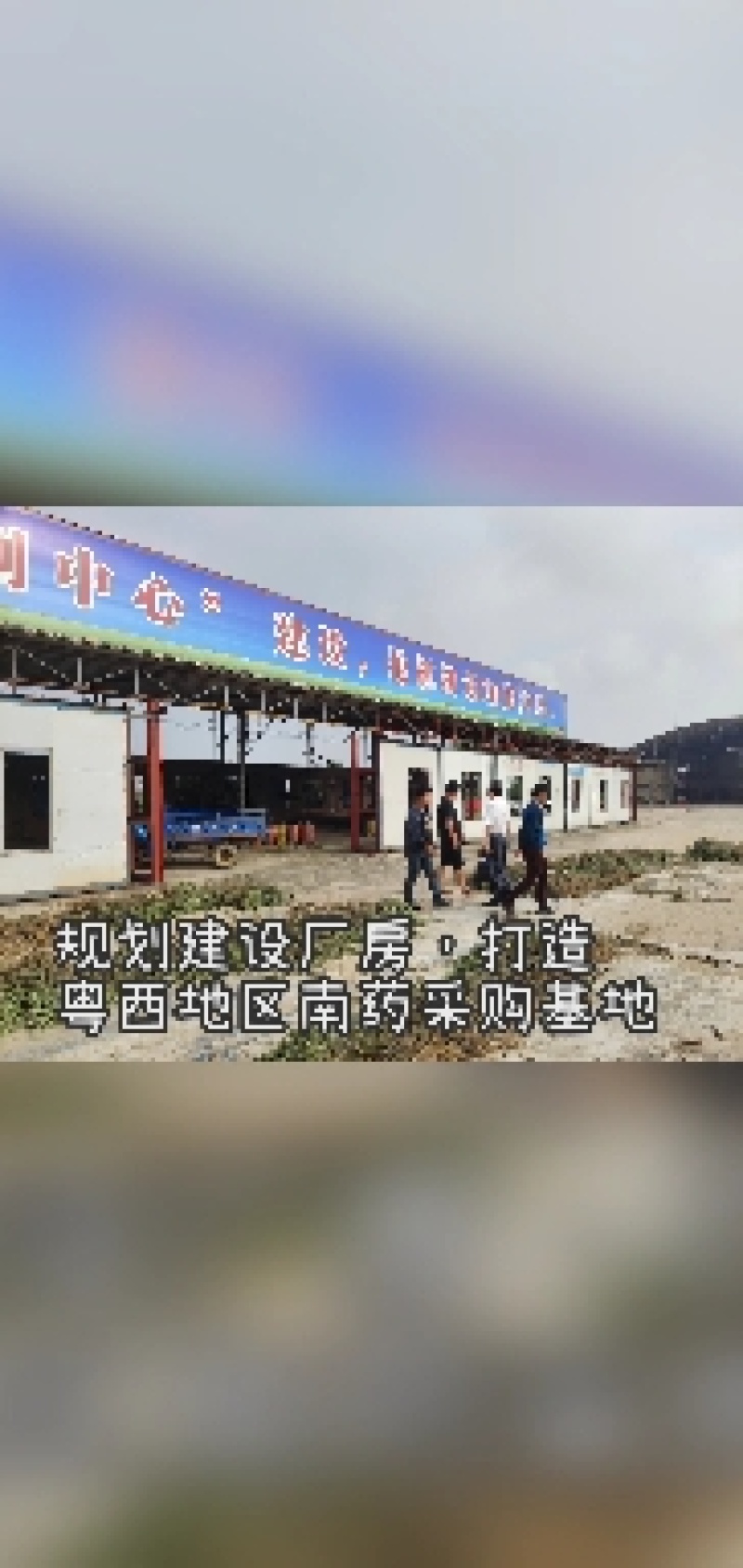 特优供应穿心莲（中药材穿心莲切段干货）产地发货