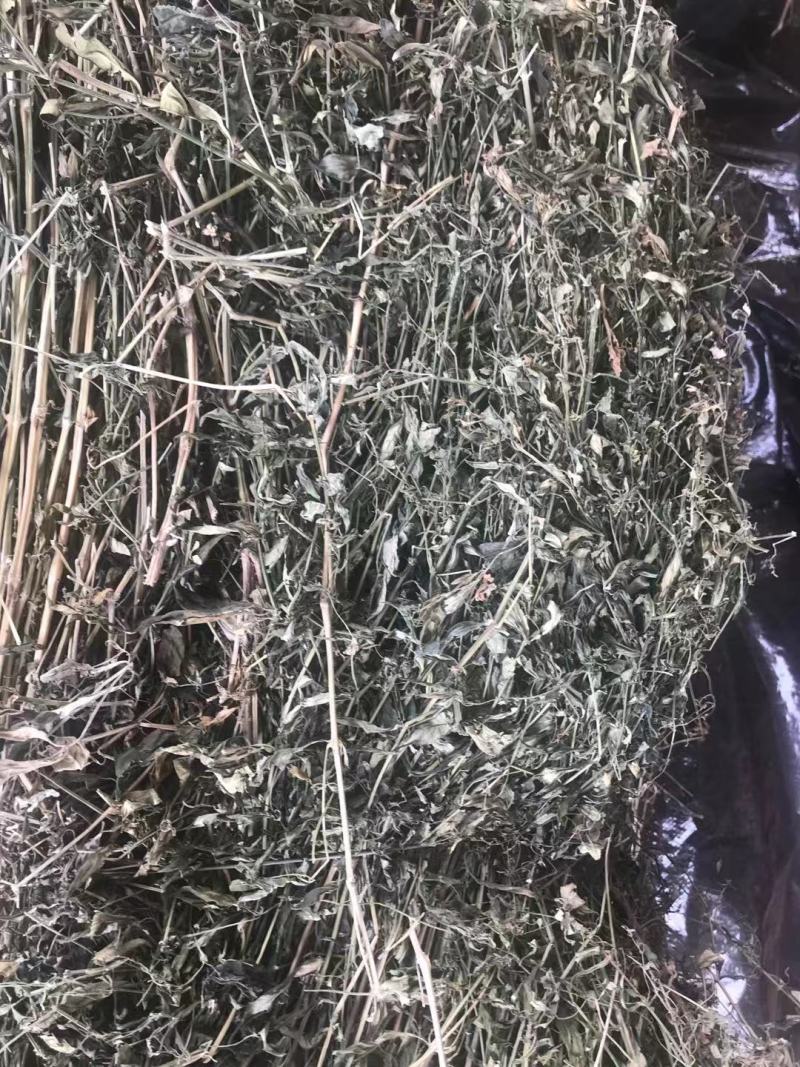 特优供应穿心莲（中药材穿心莲切段干货）产地发货