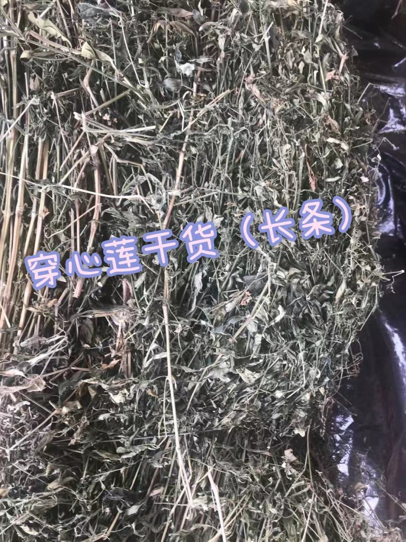 特优供应穿心莲（中药材穿心莲切段干货）产地发货