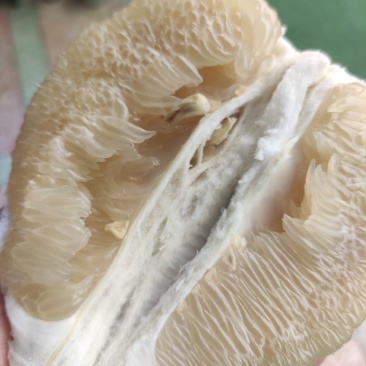 蜜柚