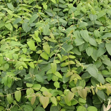 湘雷金银花嫁接树苗