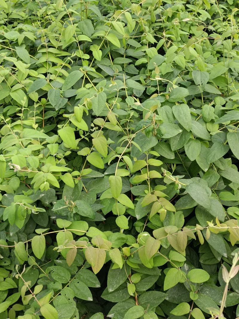 湘雷金银花嫁接树苗