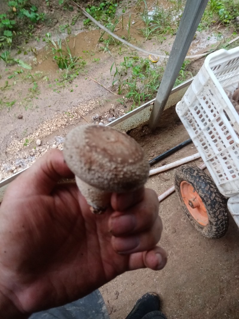 鲜香菇