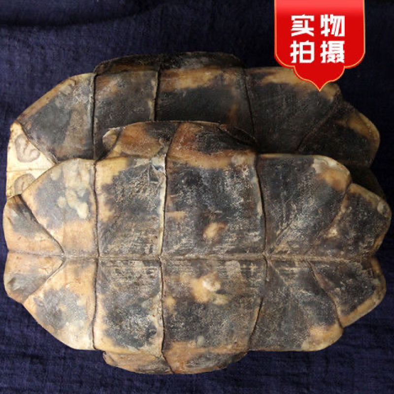 中药材炙龟板醋制龟板精选炙龟板正宗整个带皮醋炙龟板