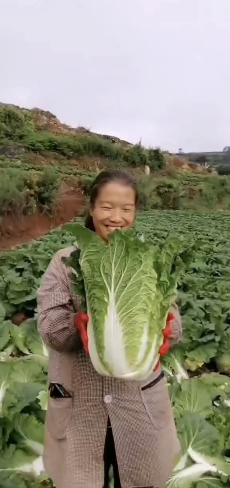 特级白菜苗，全国包邮，基地直供，量大从优