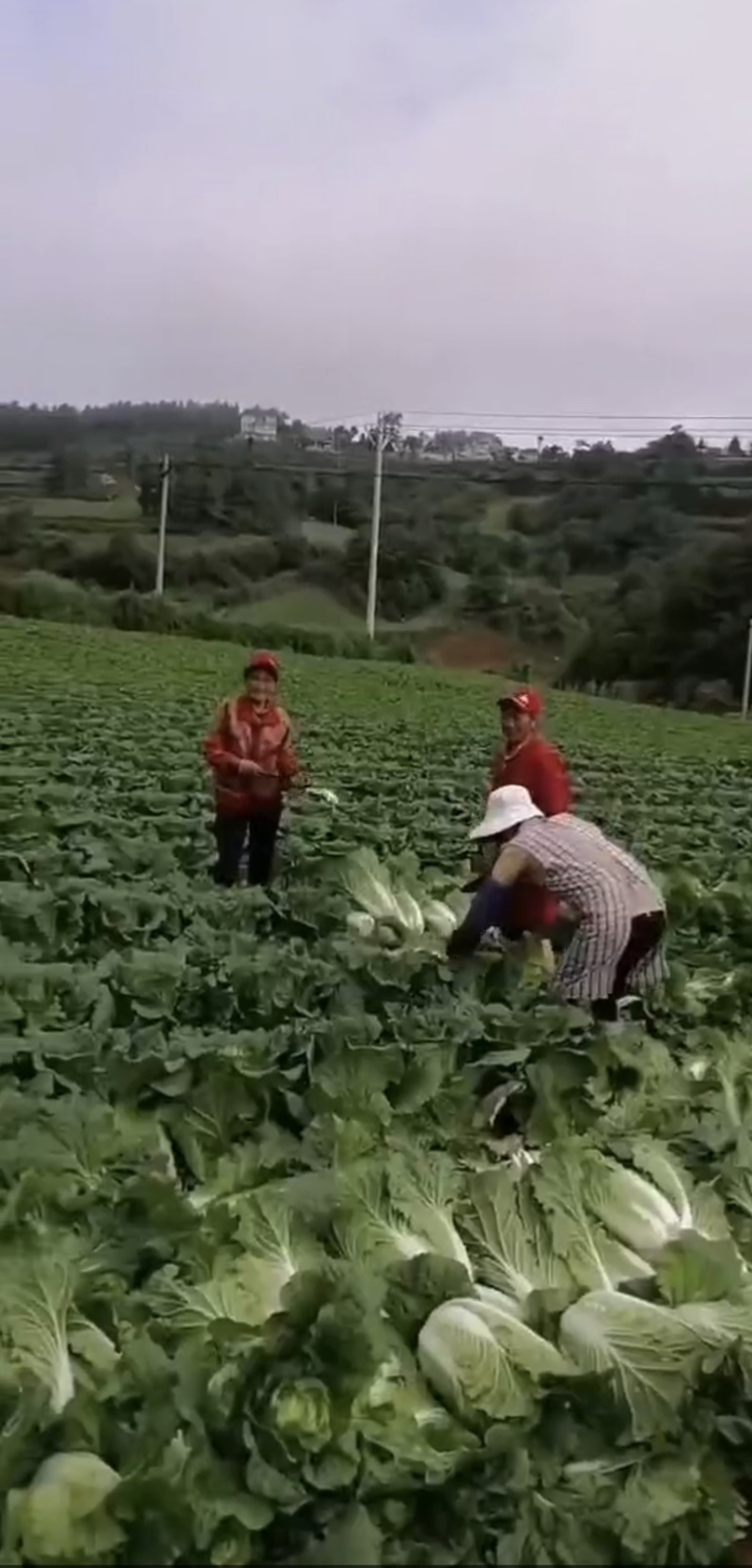 特级白菜苗，全国包邮，基地直供，量大从优