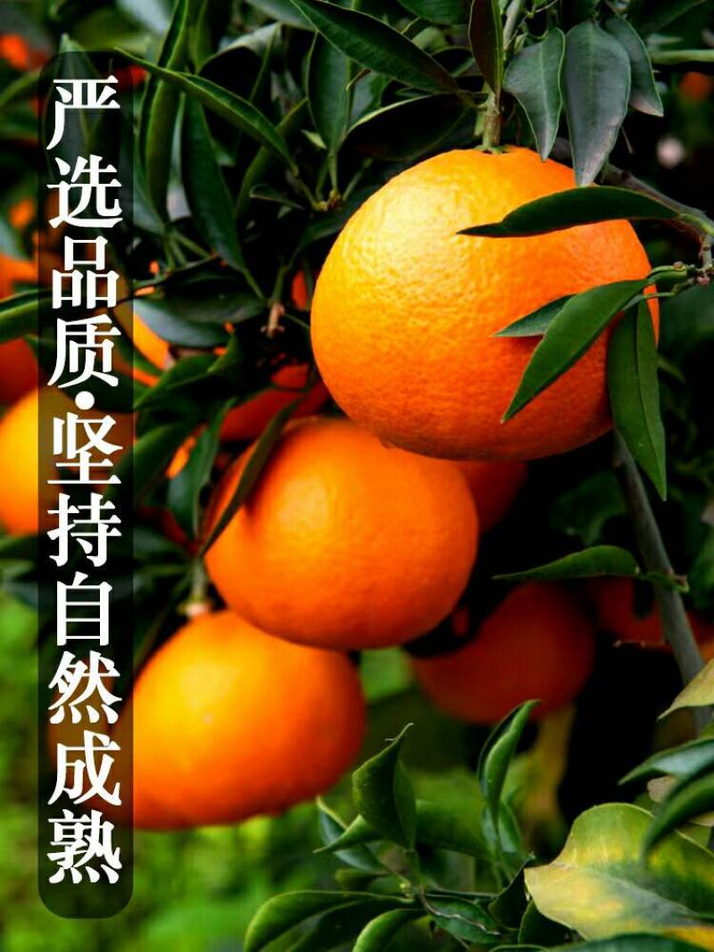 四川眉山爱媛果冻橙品质供货支持一件代发口感特别好哦