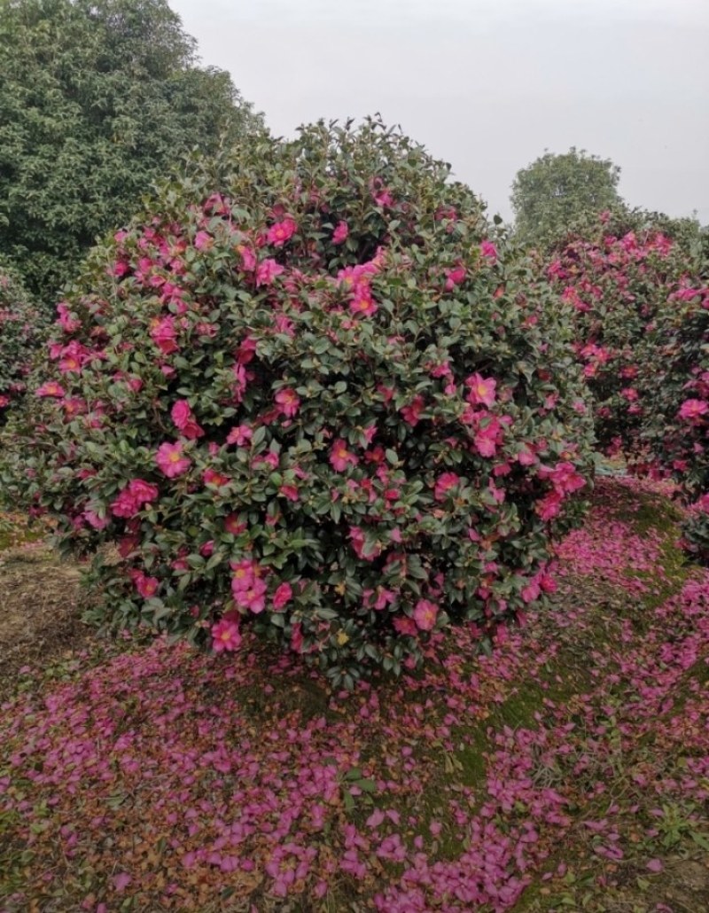 茶梅球，各种冠幅球大量供应，质量好，成活率高，欢迎订购