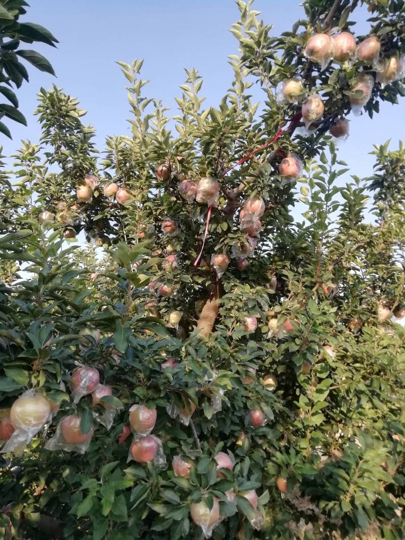 红星苹果，果实呈圆形；果面光滑，亮度大。大型果，颜色好。