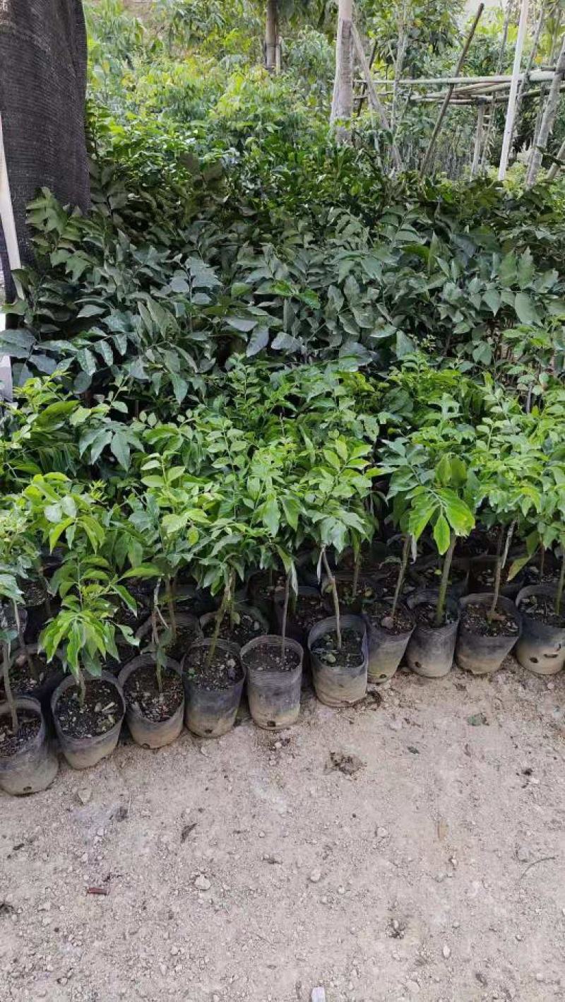 黄皮果苗实生苗嫁接苗袋苗杯苗鸡无核黄皮苗