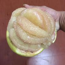 仙游文旦柚