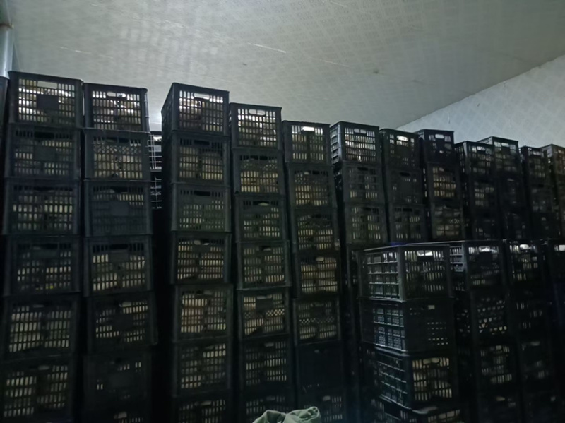 赤松茸菌种福建基地直供价格实惠有意者可电话联系