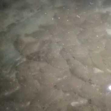 唐山地区3斤左右牙鲆鱼。海水鱼