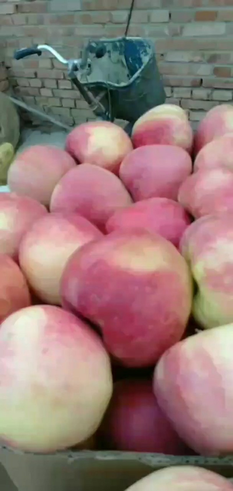 红星苹果中秋王苹果