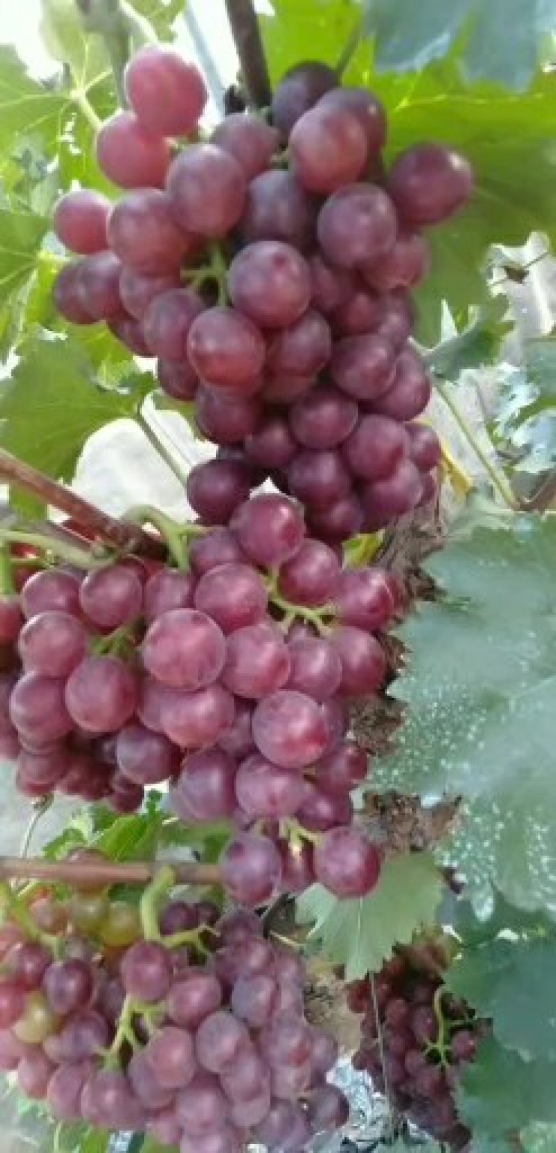 大量红巨峰葡萄