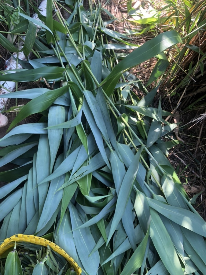 粽叶芦苇叶