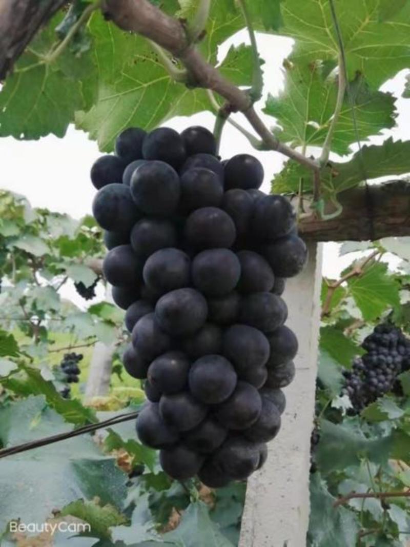 辽宁省锦州北镇冷库精品巨峰葡萄大量现货。