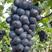 辽宁省锦州北镇冷库精品巨峰葡萄大量现货。