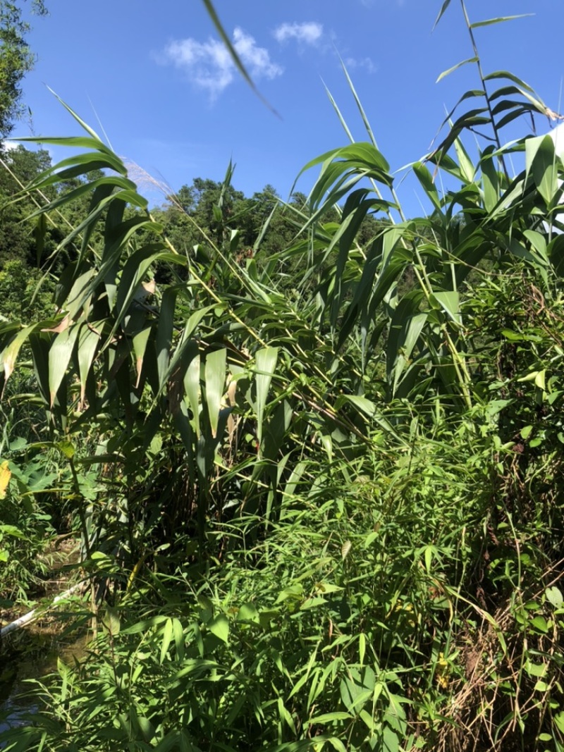 粽叶芦苇叶