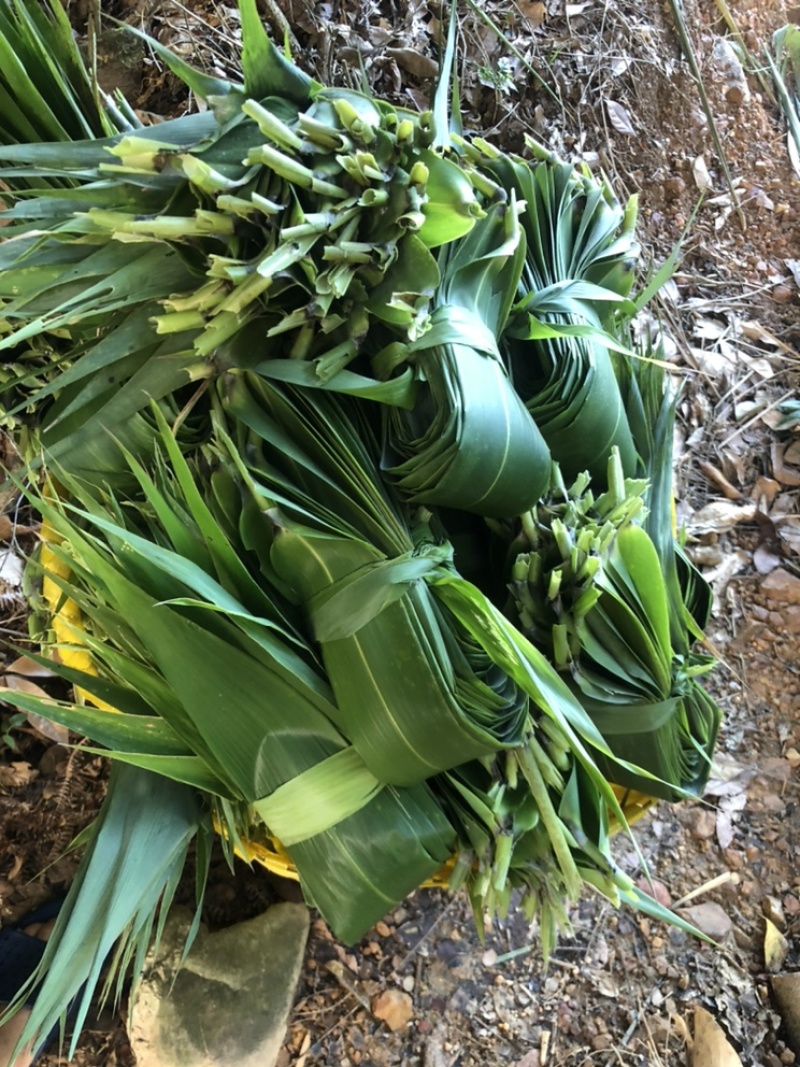 粽叶芦苇叶