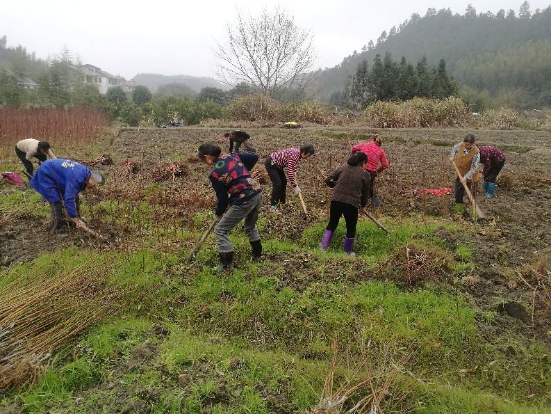 一名穿着工作服的农民蹲在田边,手中拿着一株黄桃种苗,正在仔细检查其根部发育情况,周围堆放着多株包装整齐的种苗,背景为整齐排列的育苗大棚 农户在果园中检查黄桃种苗根系情况