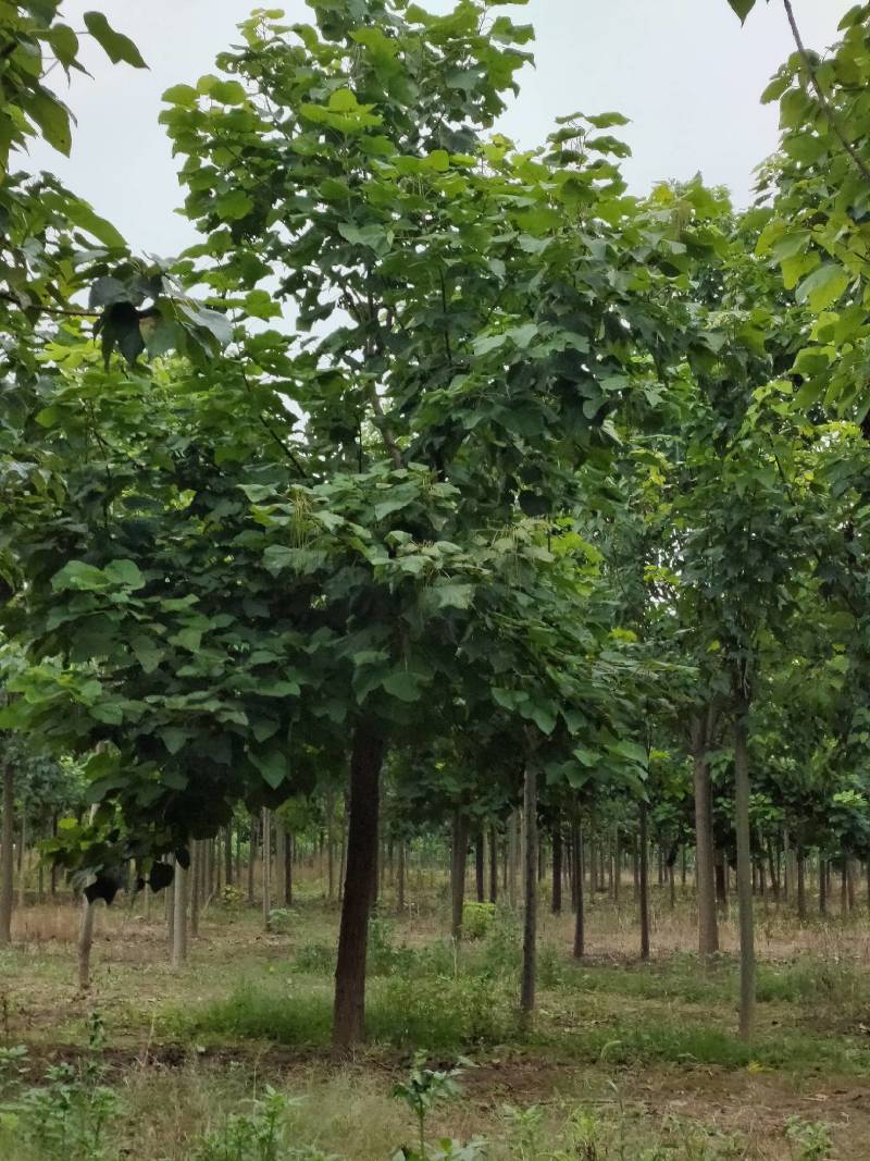 楸树大量规格齐全上货快专业楸树供应，栾树，白蜡