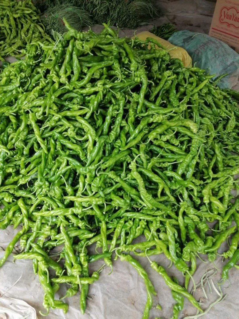 螺丝椒