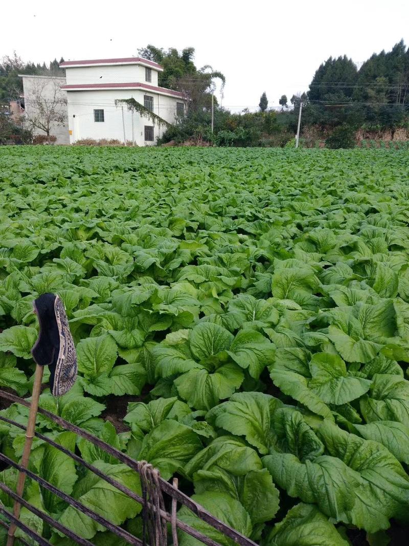 基地，精品棒菜，货源充足，欢迎各大电商，采购大量走货