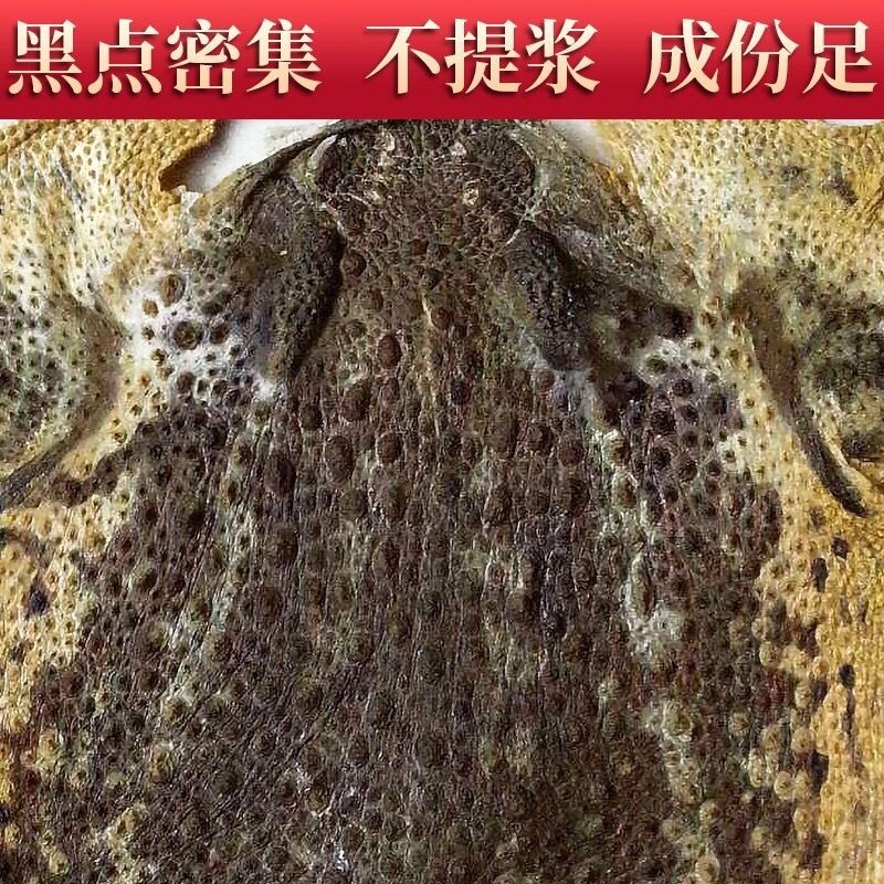 蟾蜍皮蟾蜍衣癞蛤蟆皮活体蟾蜍干蟾蜍皮一手货源