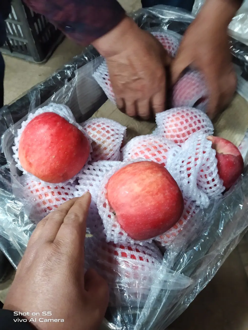 山东红富士苹果75mm以上脆甜多汁爽口，膜袋一条龙服务