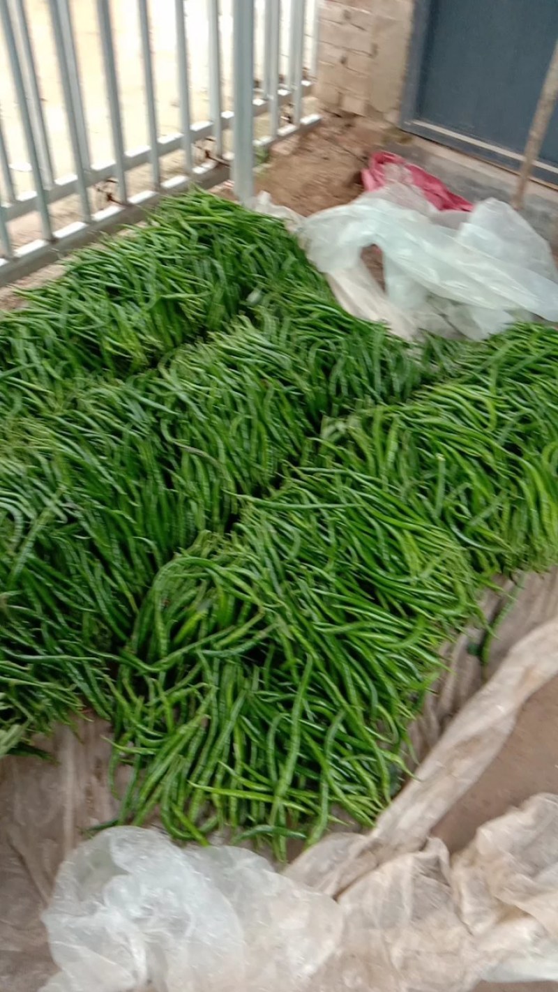 线椒
