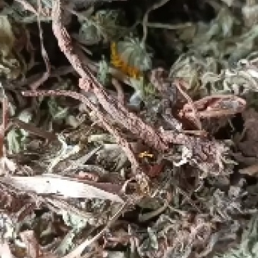 蒲公英新鲜大根现挖婆婆丁带根炒菜天然晒干货批发零售均可