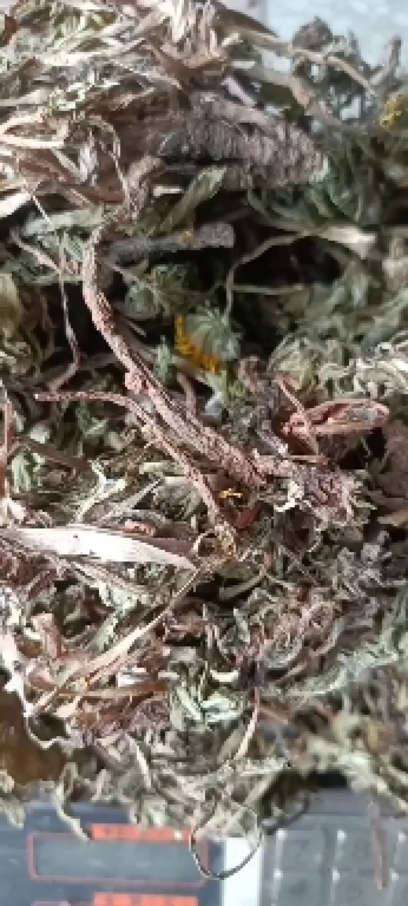 蒲公英新鲜大根现挖婆婆丁带根炒菜天然晒干货批发零售均可