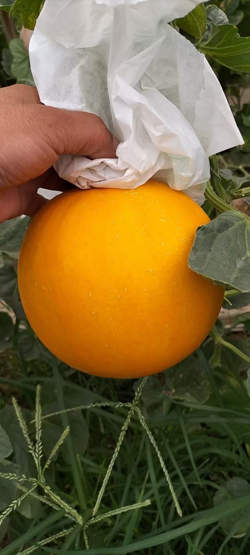 河北饶阳温室冷棚九红瑞，口软棉甜，瓜面干净，颜色好看！