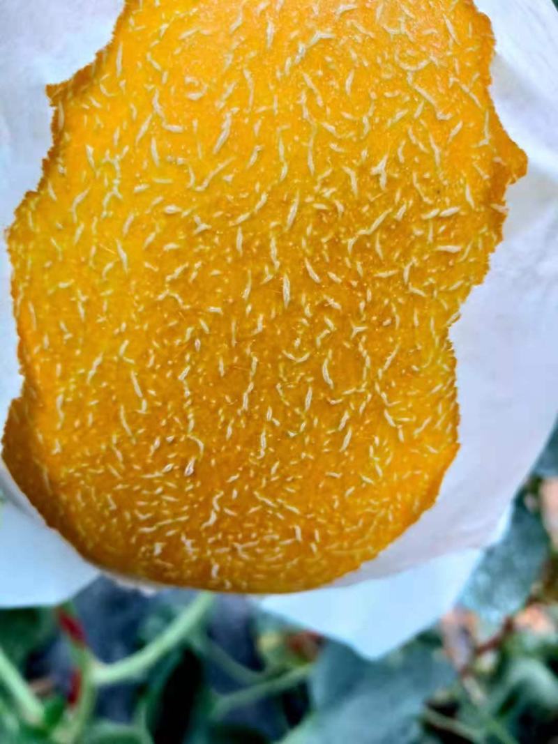 河北饶阳温室冷棚九红瑞，口软棉甜，瓜面干净，颜色好看！