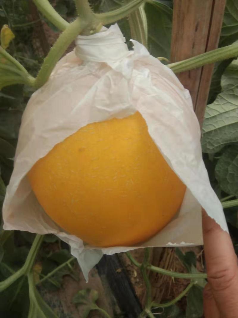 河北饶阳温室冷棚九红瑞，口软棉甜，瓜面干净，颜色好看！