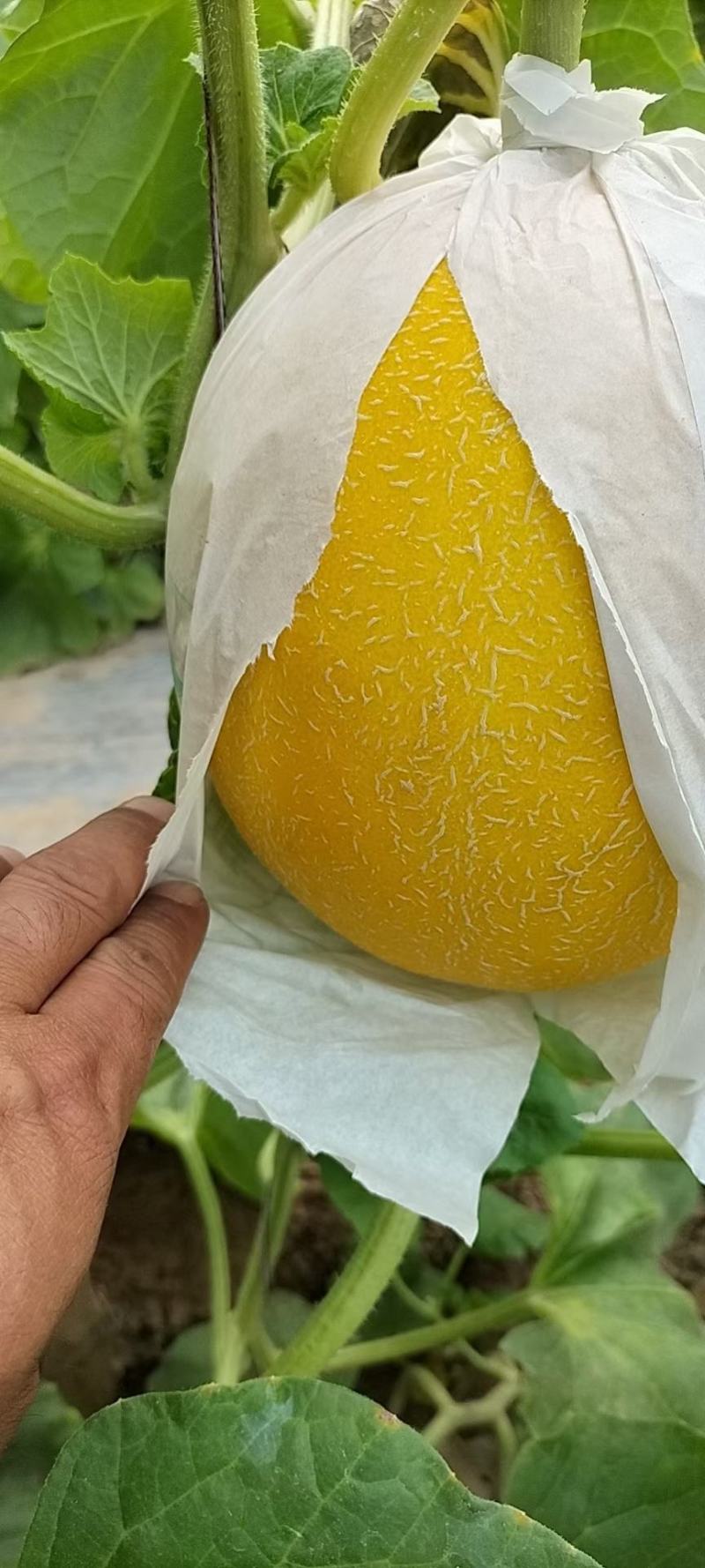 河北饶阳温室冷棚九红瑞，口软棉甜，瓜面干净，颜色好看！
