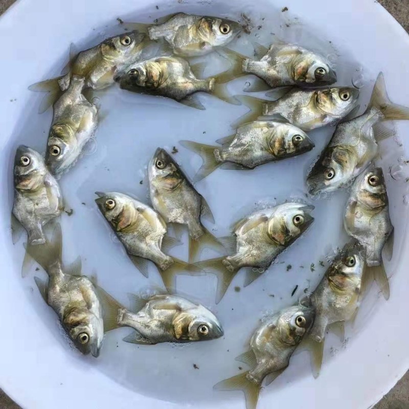 缩骨大头鱼苗水花苗胖头鱼苗缩骨花鲢仙骨大头苗