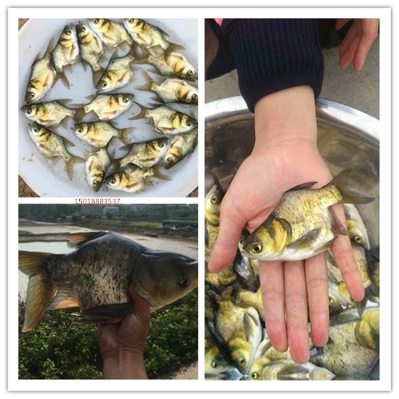 缩骨大头鱼苗水花苗胖头鱼苗缩骨花鲢仙骨大头苗