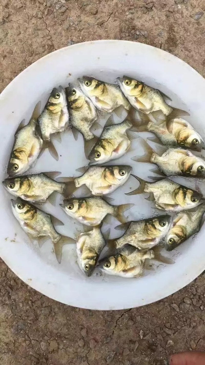 缩骨大头鱼苗水花苗胖头鱼苗缩骨花鲢仙骨大头苗