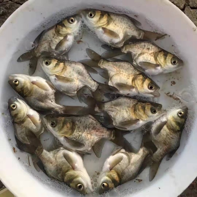 缩骨大头鱼苗水花苗胖头鱼苗缩骨花鲢仙骨大头苗