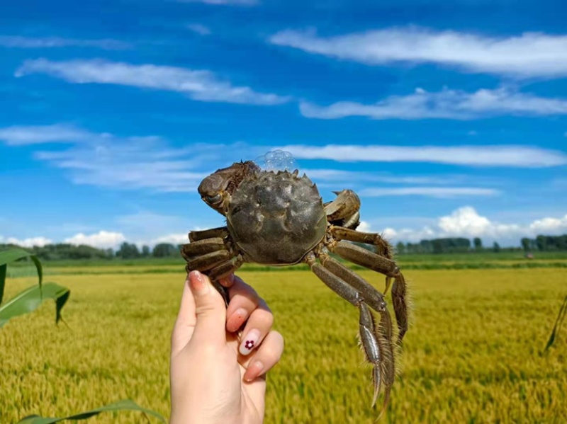 盘锦自家稻田河蟹