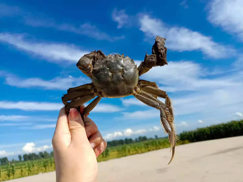 盘锦自家稻田河蟹
