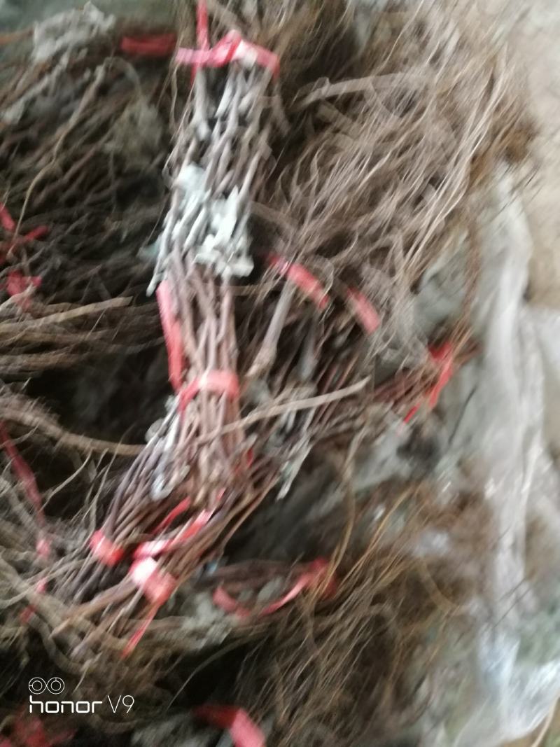 5BB嫁接成品阳光玫瑰葡萄苗品种纯正