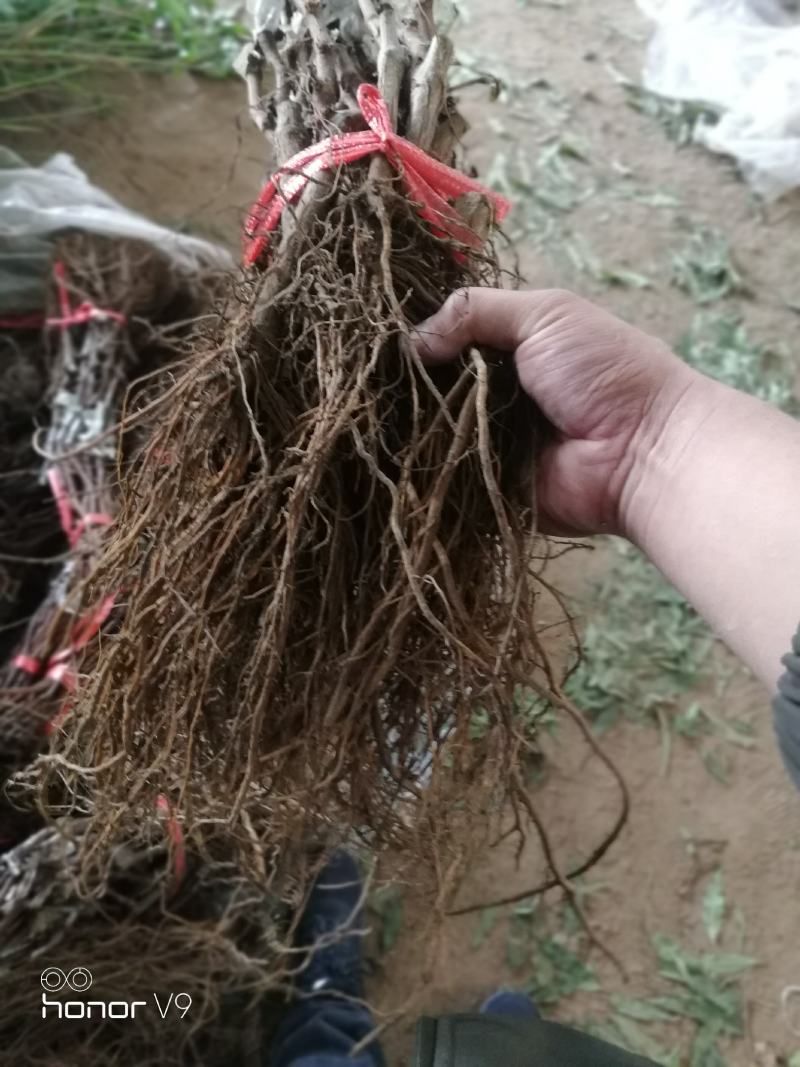 5BB嫁接成品阳光玫瑰葡萄苗品种纯正