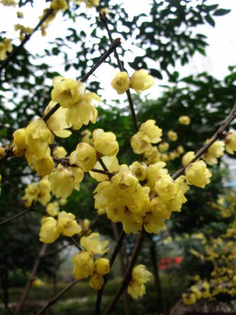 腊梅苗【雪里赏梅花，惟有腊梅不怕寒霜】冬天赏梅很有趣味